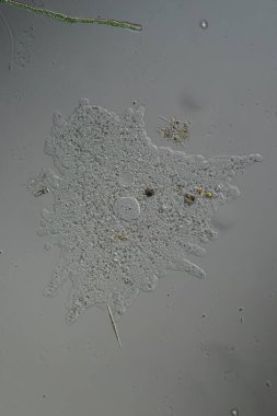 Amoeba psödopod oluşturur ve hareket eder