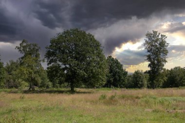 Çimenlerle ve ağaçlarla dolu Heather manzarası