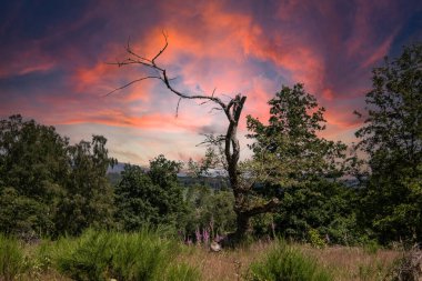 Çimenlerle ve ağaçlarla dolu Heather manzarası