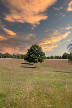 Çimenlerle ve ağaçlarla dolu Heather manzarası