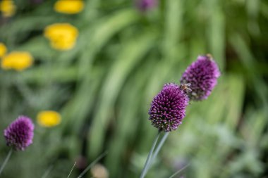 colorful flower meadow with a visit from a bee