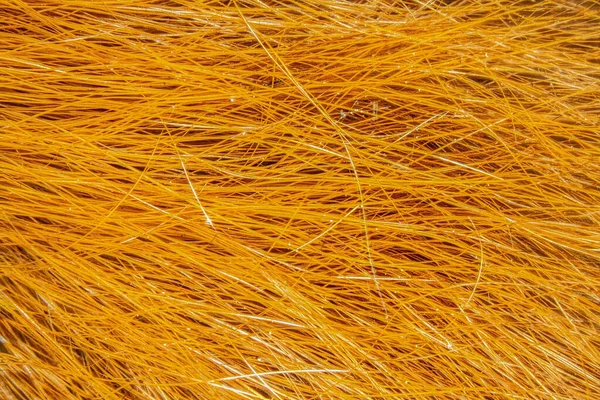 Červená Hnědá Srst Vlasy Veverky Pod Microskop 100X — Stock fotografie
