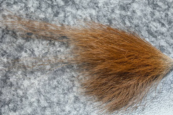 Red Brown Fur Hair Squirrel — Stock fotografie