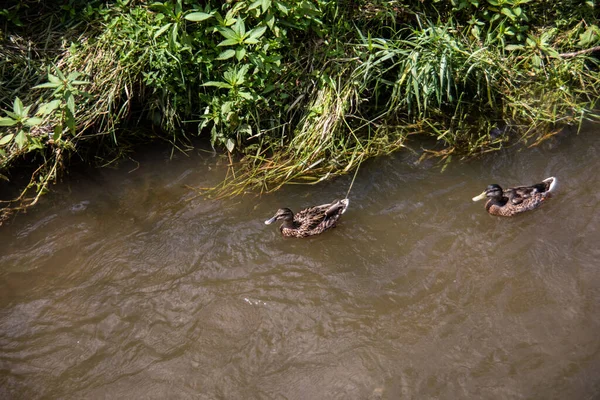 Own Ducks River Plant — Zdjęcie stockowe