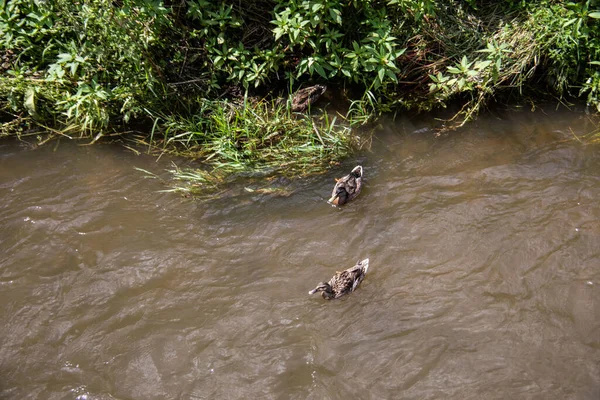 Own Ducks River Plant — Zdjęcie stockowe