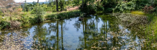 Panorama Shiny Pool Green Trees Forest — Fotografia de Stock