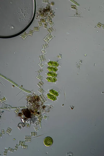 Gröna Alger Mikroskop 100X — Stockfoto