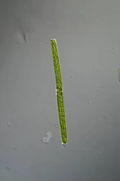 Groene Algen Onder Microscoop 100X — Stockfoto