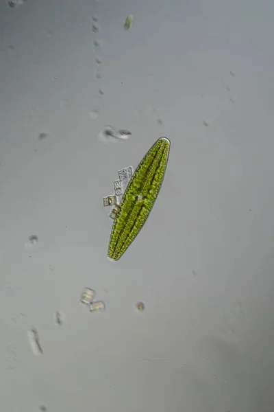 显微镜下的绿藻100X — 图库照片