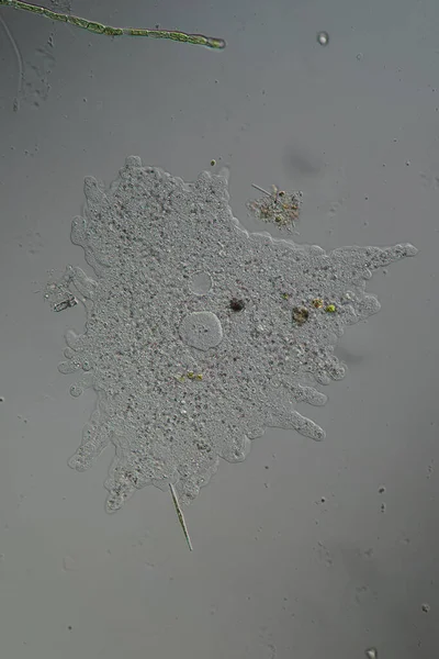 Amoeba Formează Pseudopode Mișcări — Fotografie, imagine de stoc
