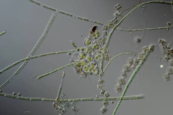 Alga Hijau Bawah Mikroskop 100X — Stok Foto