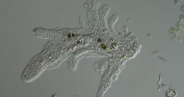 Amoeba psödopod oluşturur ve hareket eder