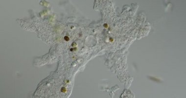 Amoeba psödopod oluşturur ve hareket eder