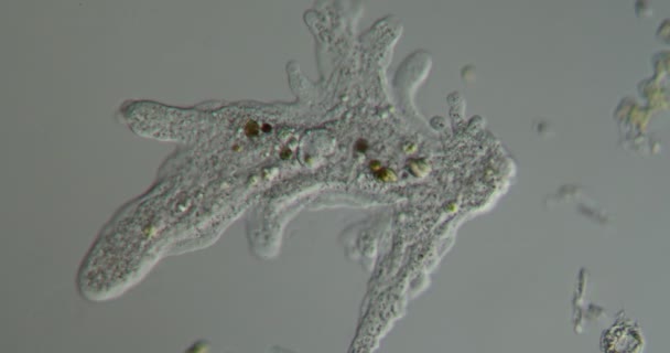 Amoeba Forms Pseudopods Moves — Stock Video