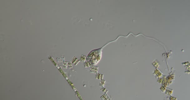 Vorticela Forrageamento Fluxo 100X — Vídeo de Stock