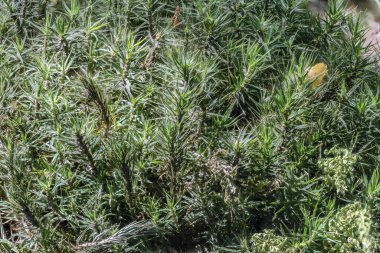 Ormanın nemli yerlerinde yosun halısı