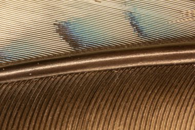 Rengarenk kuş tüyü ve tüy.