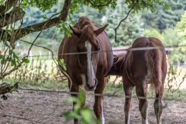 Çayırdaki zarif atlar.