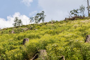 Mavi gökyüzüne karşı ayrı ağaçlarla çevrili bir dağ çayırı.