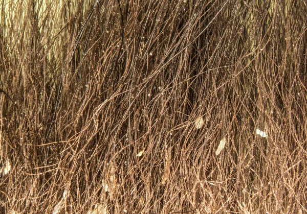 Czerwony Brązowy Futro Włosy Kota Pod Mikroskop — Zdjęcie stockowe