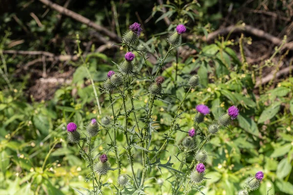 Thistle Bush Purple Flowers Edge Forest — Stockfoto