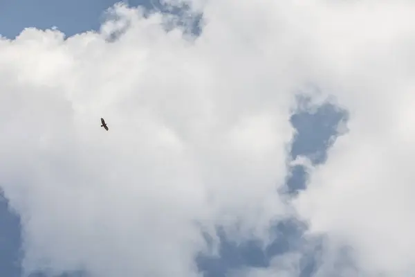 Grote Roofvogel Trekt Majestueus Zijn Banen Lucht — Stockfoto