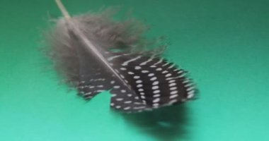 Yakın planda bir tavuğun tüyleri.