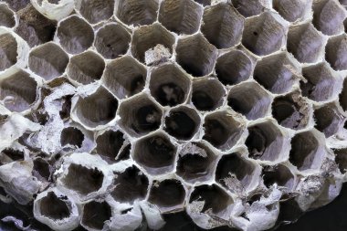 Larvalı bal arısı yuvası