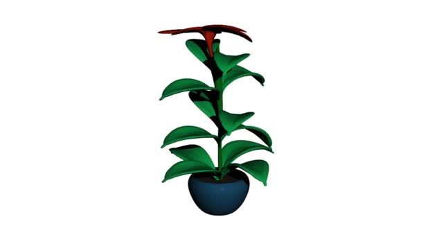 Green Houseplant Flower Pot Red Flower — Stock Video
