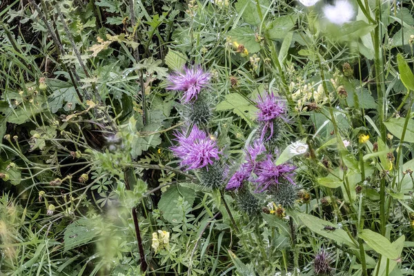 Vilda Färgglada Blommor Äng — Stockfoto