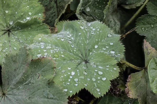 Kadın Ceketi Yağmur Damlalı Yeşil Yapraklar — Stok fotoğraf