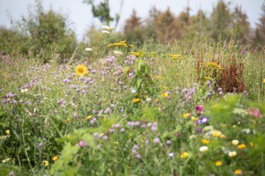 Çayırdaki vahşi renkli çiçekler.