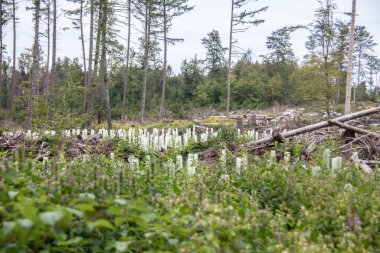 Yazın ağaç kabuğu böcekleriyle kaplı kozalaklı bir orman.