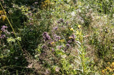 Çayırdaki vahşi renkli çiçekler