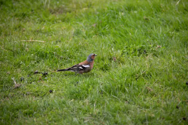 Beaux Échasses Oiseaux Chanteurs Colorés Sur Prairie Été — Photo