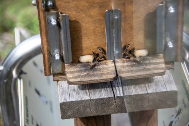 Arılar bal peteği yapıp yavruları besliyor.