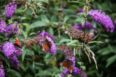Kelebekli yabani renkli çiçekler.
