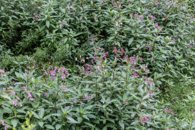 Çayırdaki vahşi renkli çiçekler