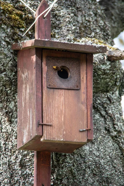 Ξύλινο Σπιτάκι Πουλιών Κρέμεται Ψηλά Στο Δέντρο Βοήθημα Φωλιάς — Φωτογραφία Αρχείου