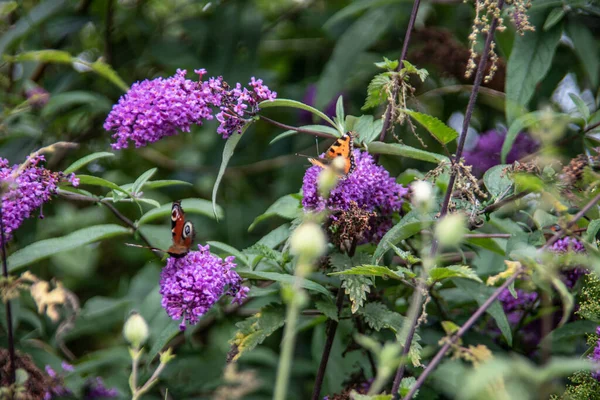 Flores Coloridas Selvagens Prado Com Borboleta — Fotografia de Stock