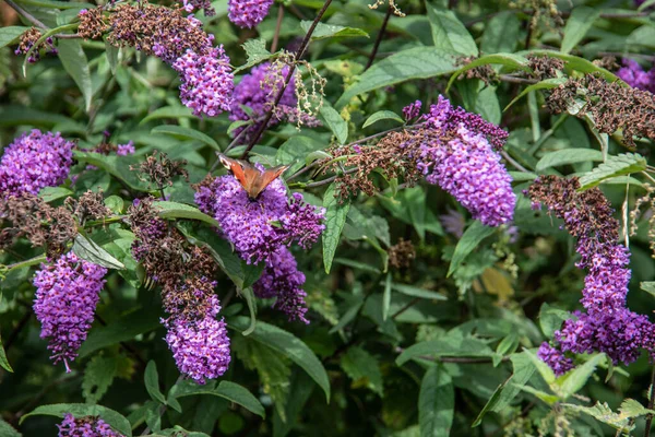 나비가 초원의 — 스톡 사진