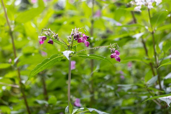 Flores Coloridas Selvagens Prado — Fotografia de Stock