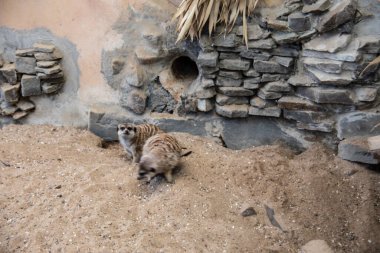 Kumda oynayan mirket