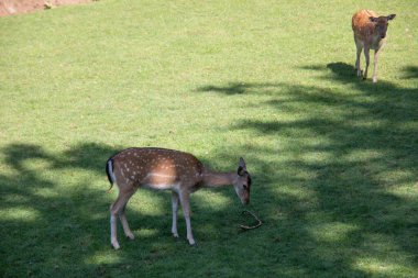 Geyik ormanın kıyısında ve çayırda
