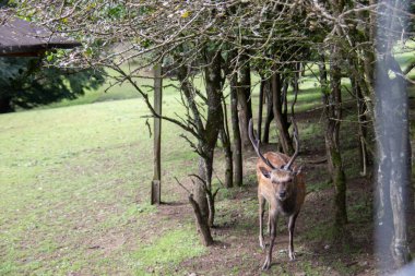 Geyik ormanın kıyısında ve çayırda