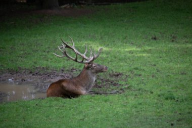Geyik ormanın kıyısında ve çayırda
