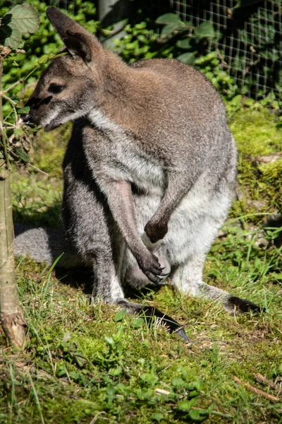 Dwarf Kangaroo Squats Sand — Stock Photo, Image