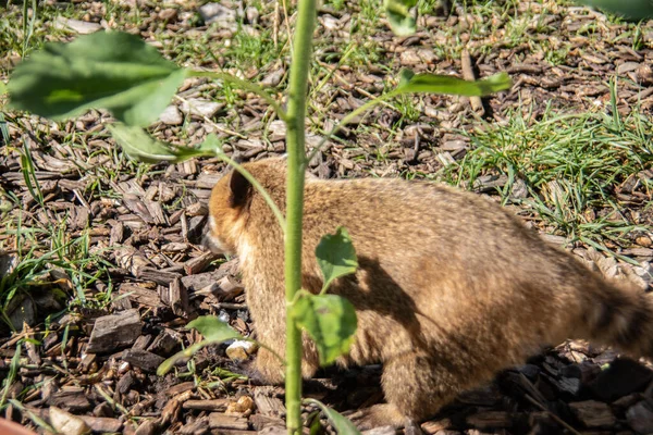 Lurviga Små Proboscis Björnar Krypa Runt — Stockfoto