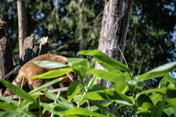 Kürklü küçük hortumlar etrafta sürünüyor.