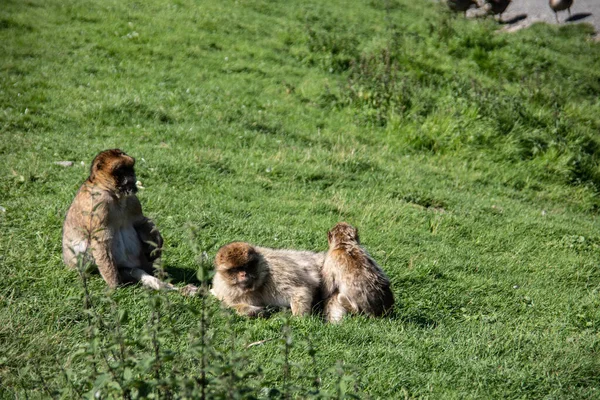 Scimmie Berbere Waterhole — Foto Stock